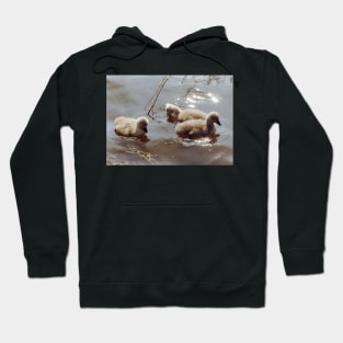 Baby Swans. Hoodie